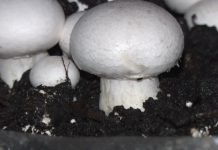 Klimatski uslovi loši po proizvodnju gljiva