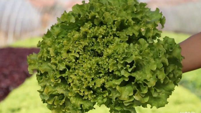zelena salata