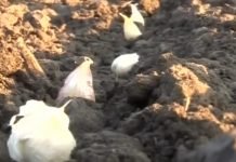 Sadnja ozimog belog luka