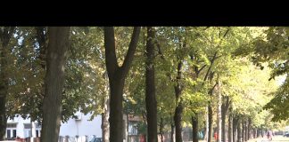 Bijeljina – Zaštita stabala starijih od 50 godina