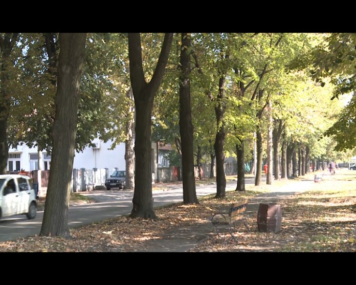 Bijeljina sJeca stabala