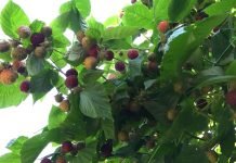 Maline – Rast cene i smanjena proizvodnja