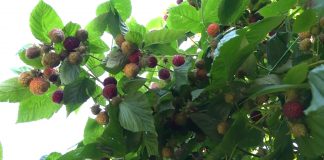Maline – Rast cene i smanjena proizvodnja