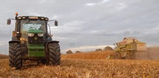 Direkcija za robne rezerve otkupljuje merkantilni kukuruz
