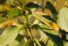 Povećanje proizvodnje oraha