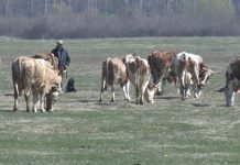 Jesenja priprema pašnjaka