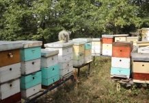 Priprema pčelinjaka za zimu