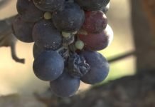 Dan prokupca, vodeće autohtone sorte grožđa