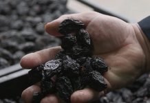 Suve šljive iz Srbije – Tri tone vrede kao traktor