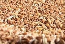 Procena poljoprivrednika – Hektar setve pšenice koštaće 500 evra