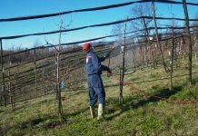 Jesenje plavo tretiranje zasada koštičavih voćaka