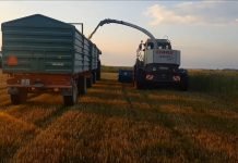 Tritikale – uzgoj i upotreba