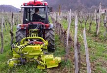 Obrada vinograda u jesen