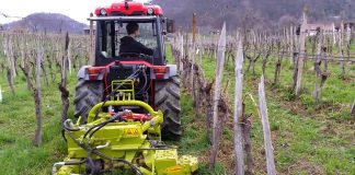 Obrada vinograda u jesen