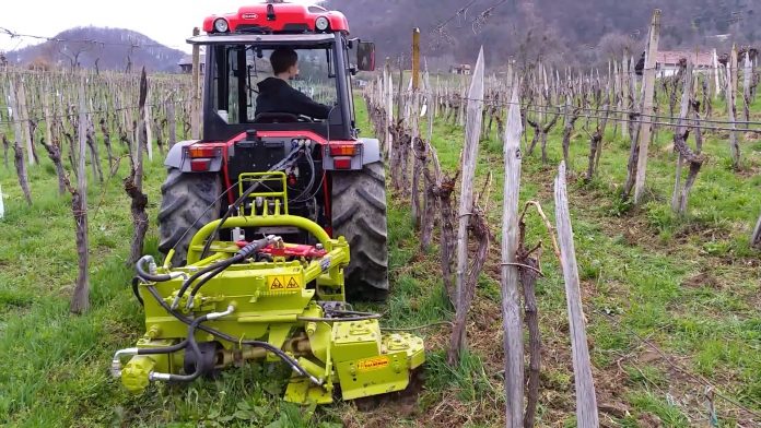 Vinogradi