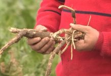 Sadnja rena u Srbiji