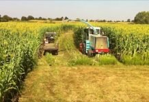 Stočni sirak – Alternativa drugim žitaricama