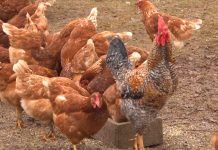 Zaštita živine od potencijalnih predatora