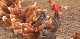 Zaštita živine od potencijalnih predatora