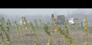 Bijeljina – Posađeno 440 sadnica topole i belog jasena