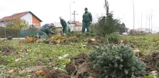 „Čistoća i zelenilo“ – Završetak radova na sadnji drveća na Bagljašu