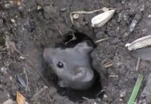 Glodari u voćnjacima