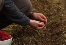 Proizvodnja i pakovanje organske hrane