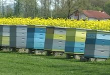 Priprema pčela za zimu
