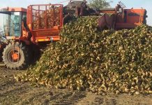 Siliranje šećerne repe