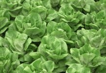 Uzgoj salate u plastenicima