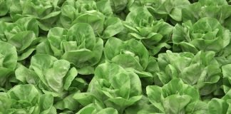 Uzgoj salate u plastenicima