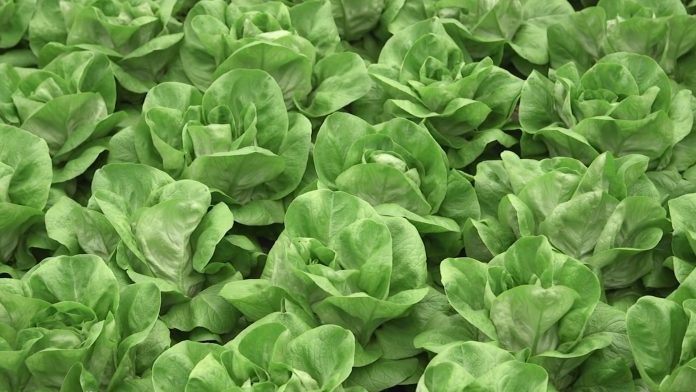 Salata u plasteniku