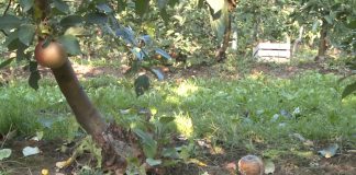 Bijeljina – Jesenji radovi u zasadima voća