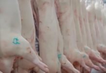 Niske cene svinjskog mesa u EU