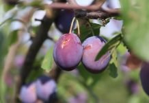 Đubrenjem zemljišta do povećanja prinosa i kvaliteta ploda šljive