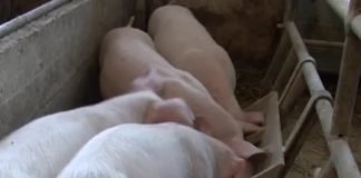 Ishrana domaćih životinja