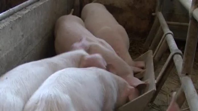 ishrana domaćih životinja YT