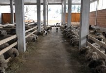 Mikroklima u stajama