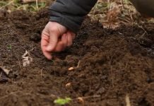 Stratifikacija semena voćki