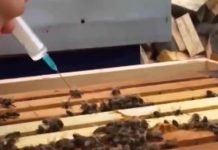 Oksalna kiselina u borbi sa grinjom varoom