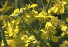 Bolesti uljane repice