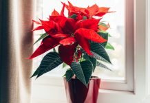 Božićna zvezda, ukras praznika