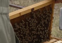 Tržišna vrednost pčelinjeg društva