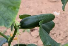 Gajenje krastavaca u plasteniku