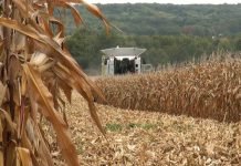 Gajenje kukuruza na kiselim zemljištima nakon kalcifikacije