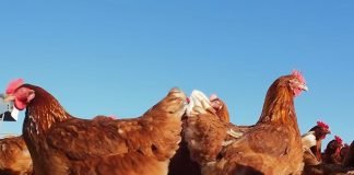Kljucanje perja kod koka