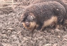 Mangulica, autohtona rasa dragocenih gena