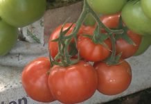 Proizvodnja paradajza u plastenicima