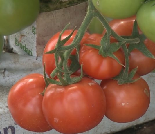 Proizvodnja paradajza u plastenicima