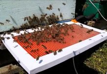 Sakupljanje pčelinjeg otrova i njegove blagodeti